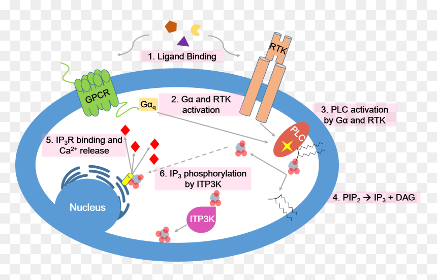 Calcium Signaling Pathway - Inositol Trisphosphate 3 Kinase B, HD Png Download - pathway png