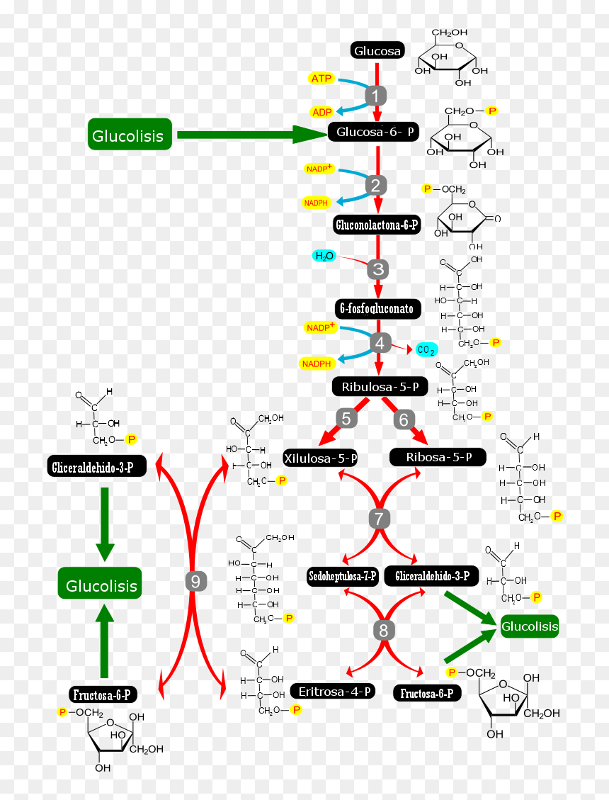 Pentose Phosphate Pathway-es - Cellular Respiration Metabolic Pathway, HD Png Download - pathway png