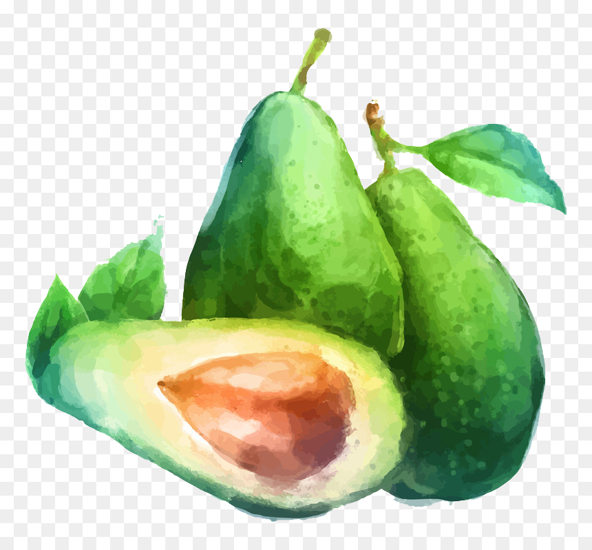 Transparent Avacado Png - Watercolor Painting Of Avocado, Png Download - avacado png