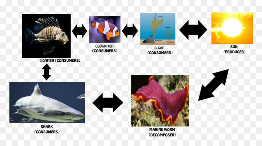Clownfish Food Chain - Food Chain Of A Clownfish, HD Png Download - clownfish png
