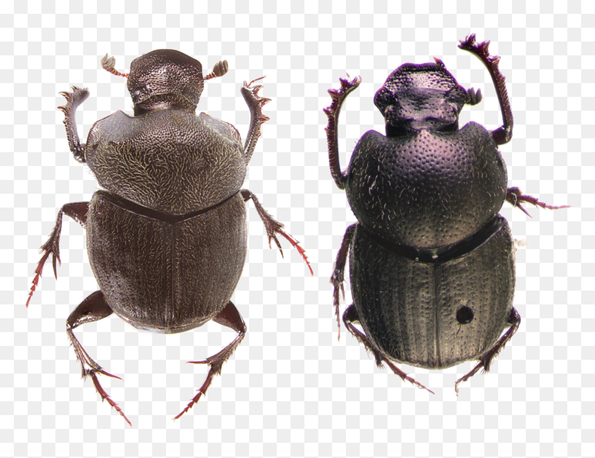Transparent Scarab Clipart - Insects In The Montane Forests, HD Png Download - beetle png