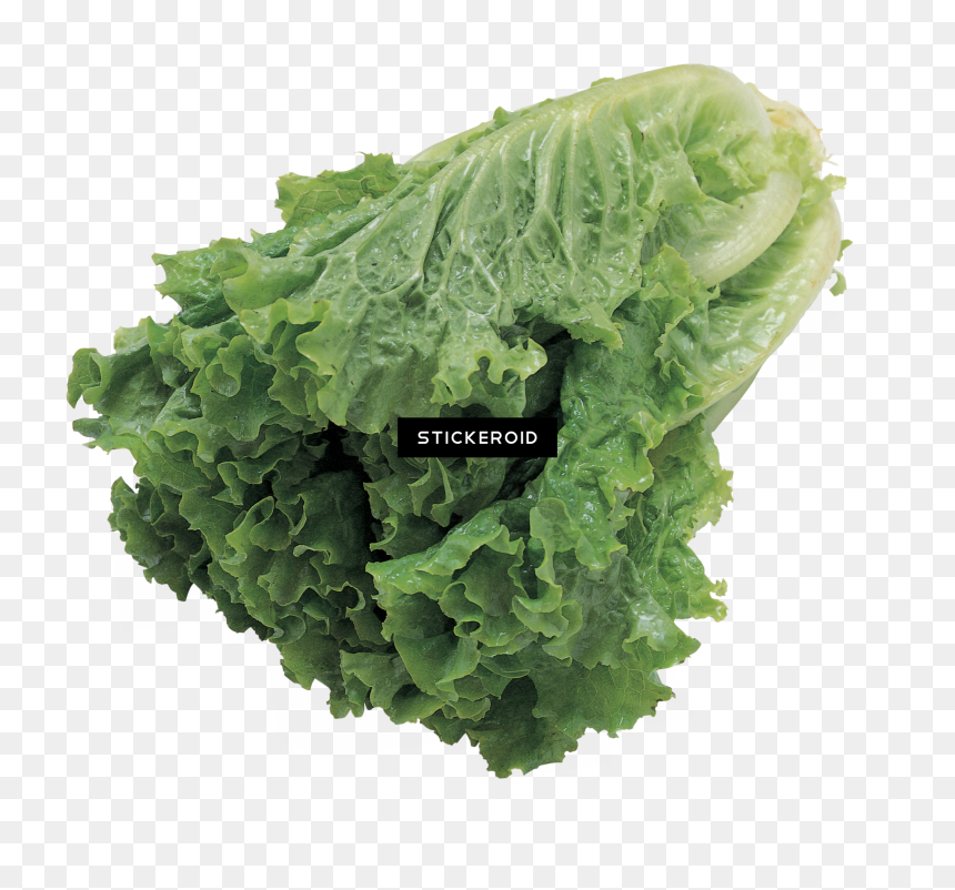 Butter Lettuce Vegetable Seeds , Png Download - Lettuce Slice No Background, Transparent Png - seeds png