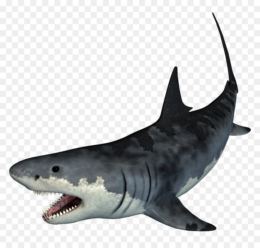Tiger Shark Png, Transparent Png - shark.png