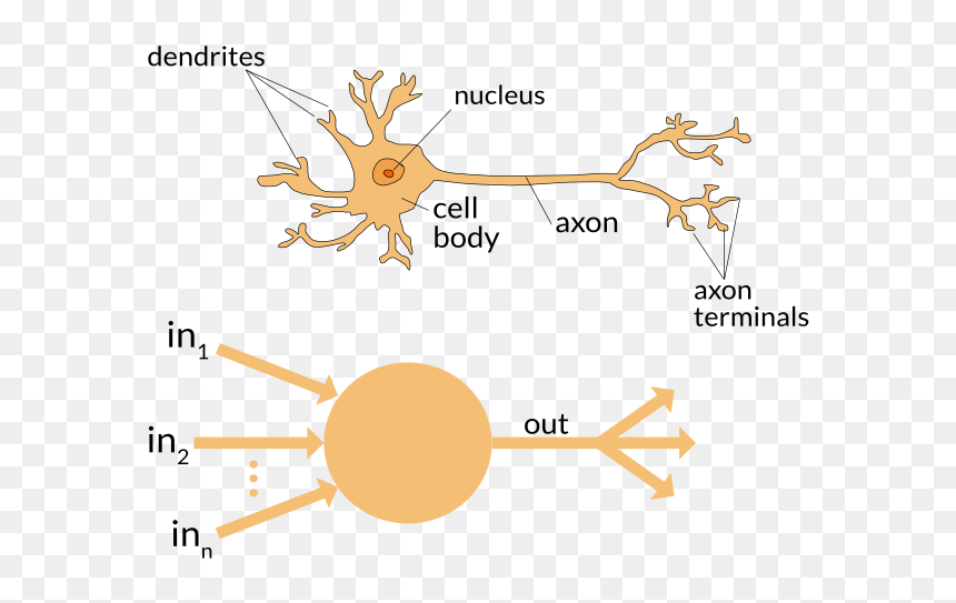 Brain Or Neural Network Works, HD Png Download - neuron png