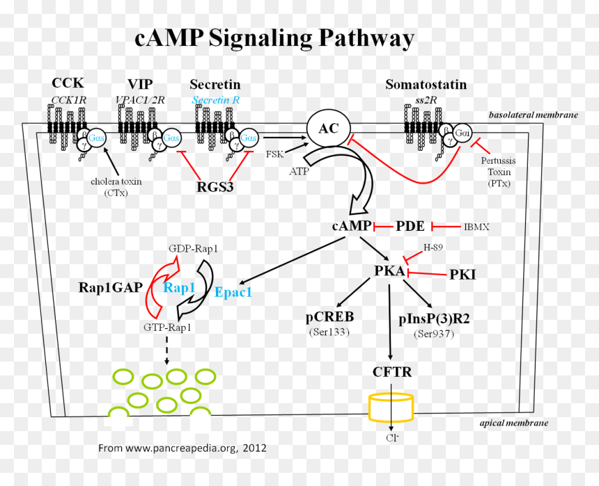 Pathway Camp Panc , - Somatostatin Camp, HD Png Download - pathway png