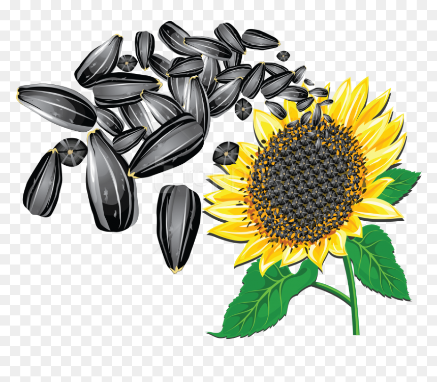 Free Png Download Sunflower Seeds Clipart Png Photo - Sunflower Seeds Clipart, Transparent Png - seeds png