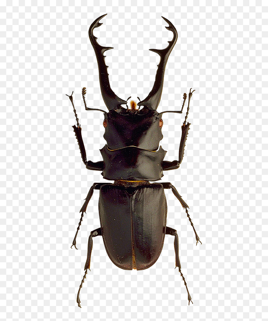 Stag Beetle Png, Transparent Png - beetle png