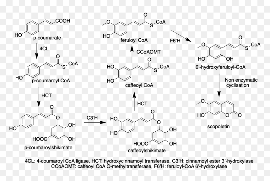 Wikipedia Pathway Copy - Scopoletin Synthesis, HD Png Download - pathway png