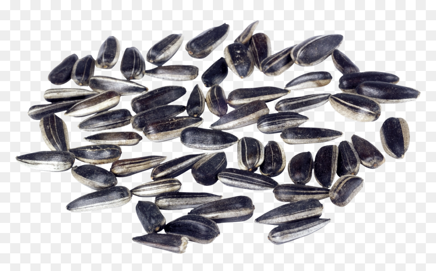 Sunflower Seeds - Sunflower Seed, HD Png Download - seeds png