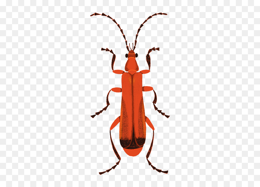Common Red Soldier Beetle - Soldier Beetle, HD Png Download - beetle png