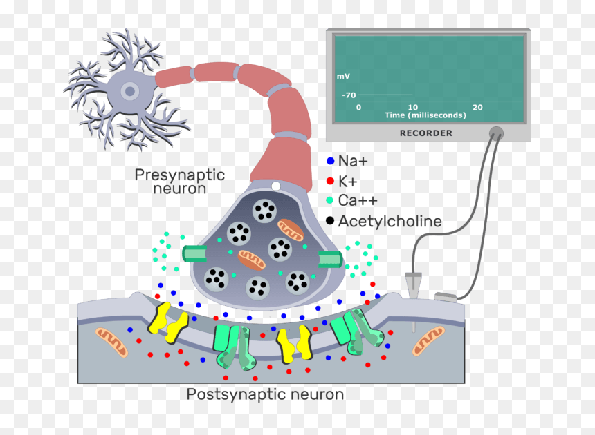 An Image Showing Ach From The Presynaptic Neuron Molecules - Ach Binds To Ach Receptors, HD Png Download - neuron png