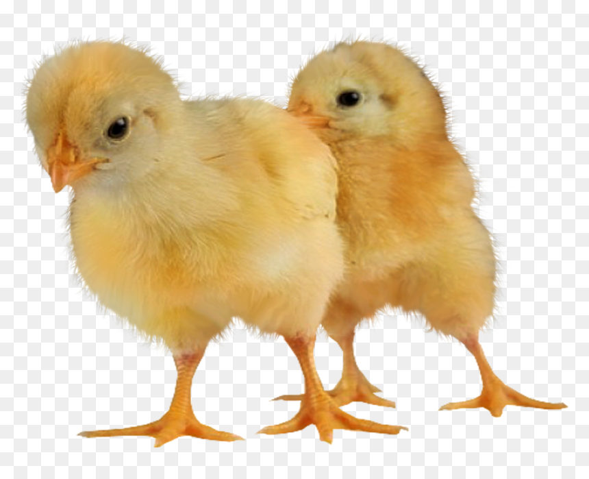 Baby Chickens Png Images For Create Picture - Png Image Baby Chicken Png, Transparent Png - chickens png