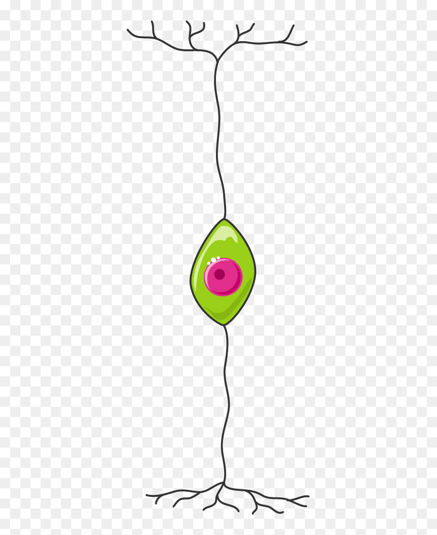 Clip Art, HD Png Download - neuron png