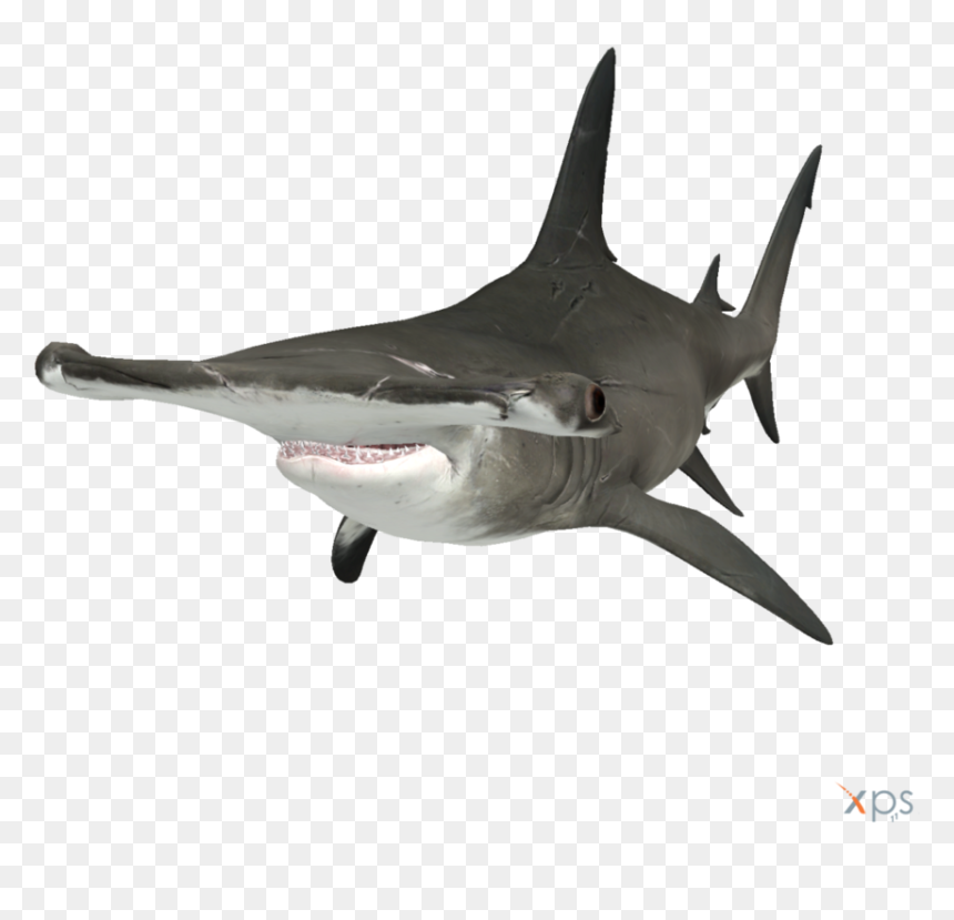 Thumb Image - Hammerhead Shark Transparent Background, HD Png Download - shark.png