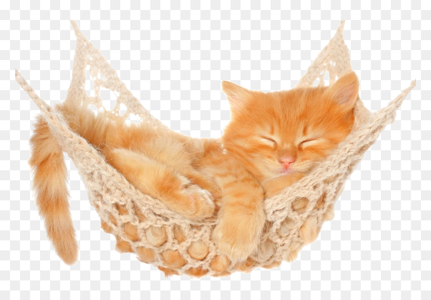 Hammock Png Free Pic - Orange Cat White Background, Transparent Png - hammock png