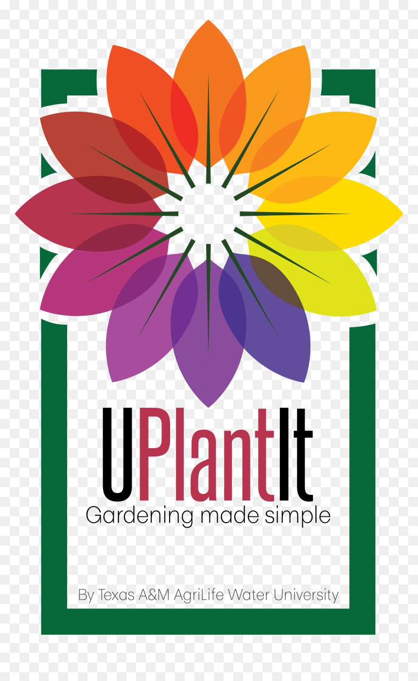 African Daisy, HD Png Download - gardening png