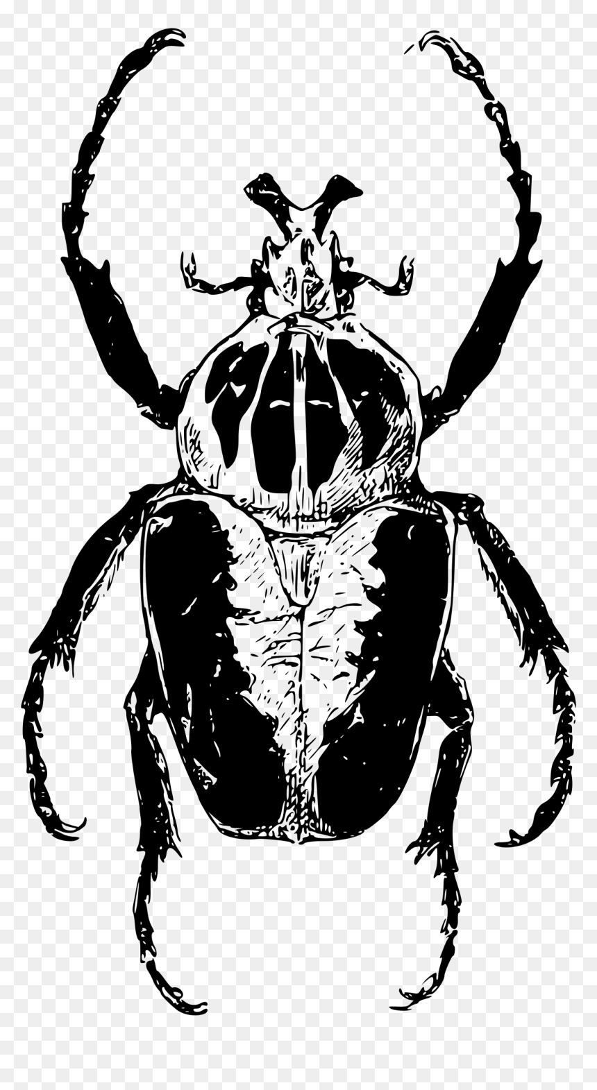 Transparent Beetle Clipart - Beetle Drawing Png, Png Download - beetle png