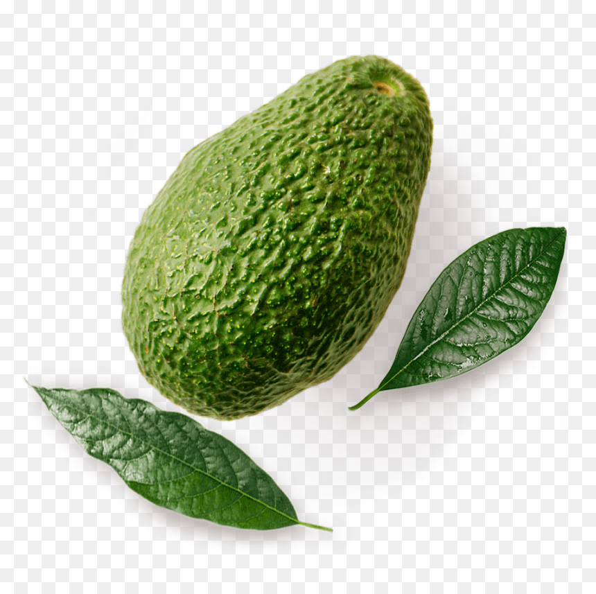 Hass Avocado Unripe - West Indian Gherkin, HD Png Download - avacado png