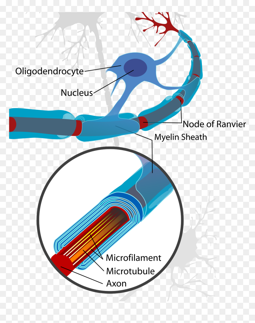 Node Of Ranvier Neuron, HD Png Download - neuron png