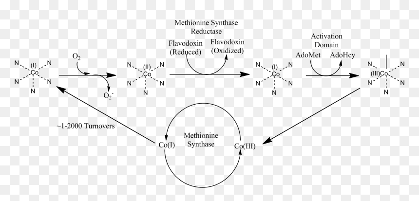 Methionine Synthase Reductase Pathway , Png Download - Methionine Synthase, Transparent Png - pathway png