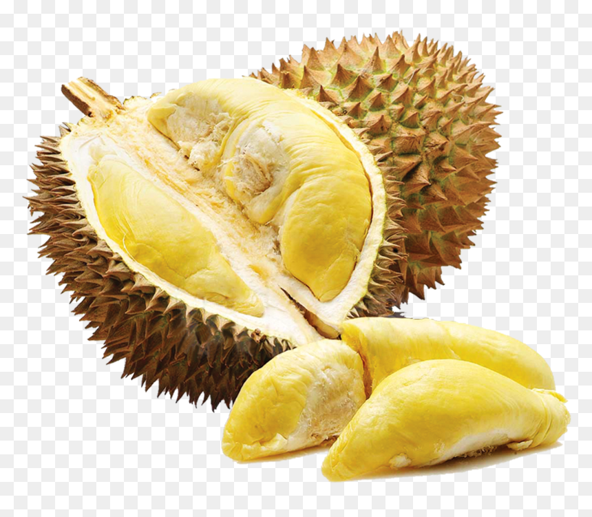 Organic Jackfruit Seeds Nutritious Fruit Seeds For - Buah Durian Durian Png, Transparent Png - seeds png