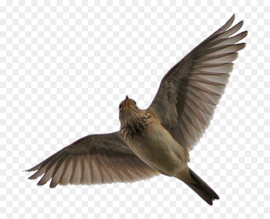 Flying Skylark - Skylark Png, Transparent Png - flying png