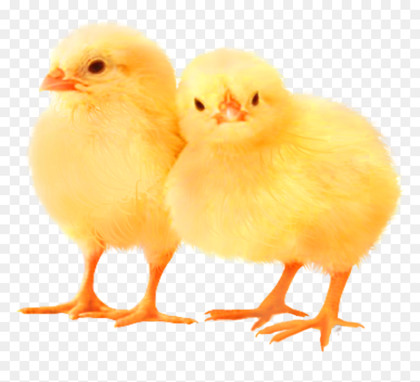 Baby Chickens Png Images For Create Picture - Chicken, Transparent Png - chickens png