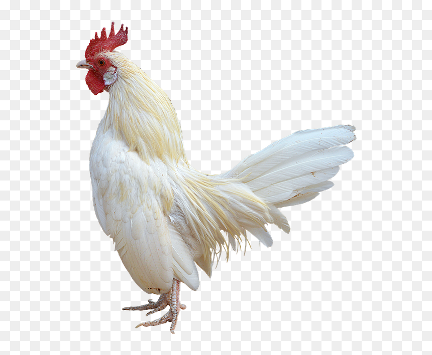 Rooster On White Background, HD Png Download - chickens png