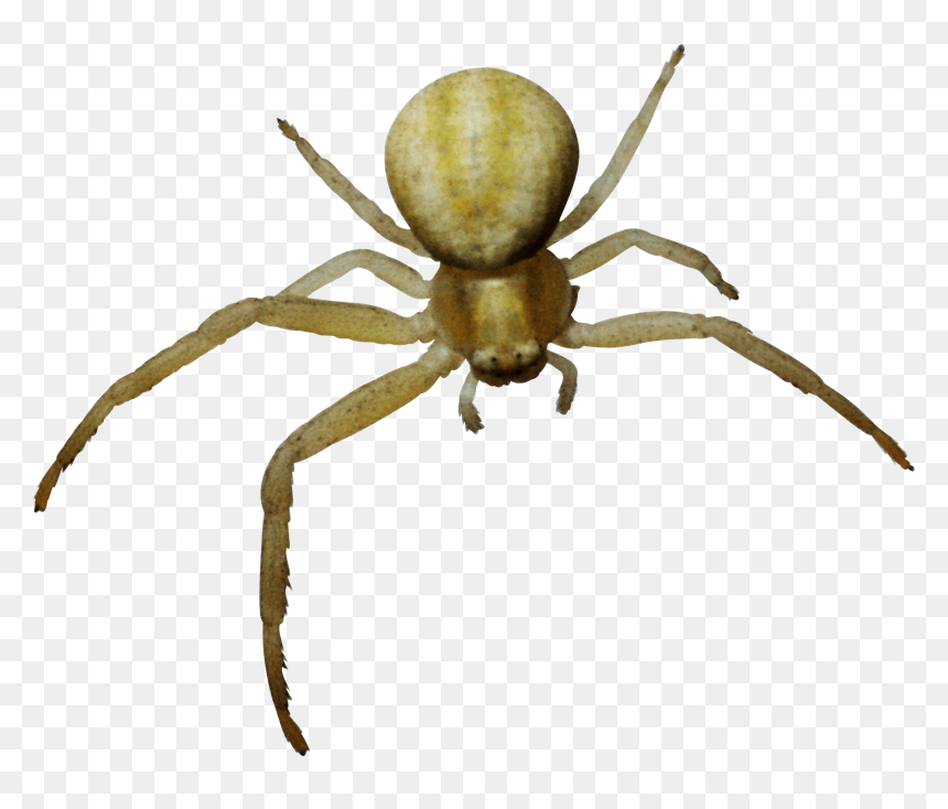 Now You Can Download Spider Icon - Araña Patas Png, Transparent Png - spider web transparent png