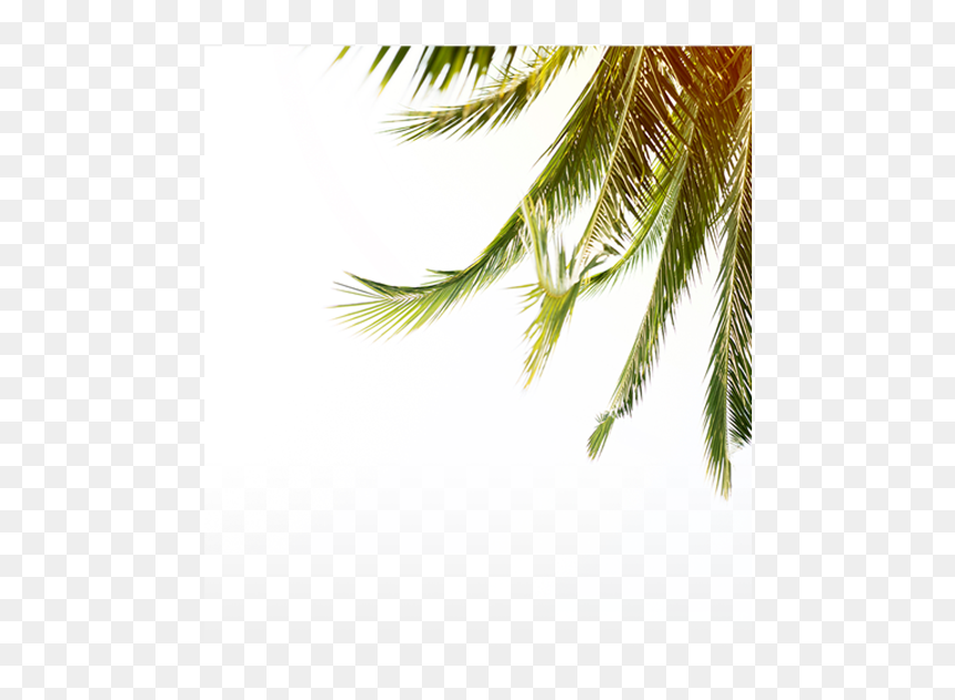 Fern, HD Png Download - palmera png