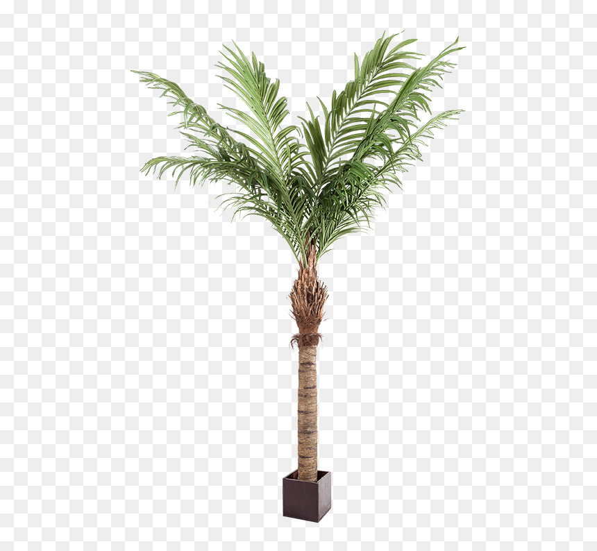 Portable Network Graphics, HD Png Download - palmera png