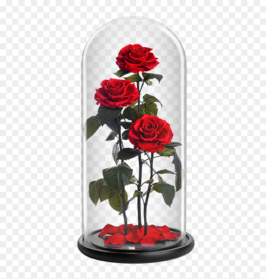 Bella Brothers - Garden Roses, HD Png Download - bella png