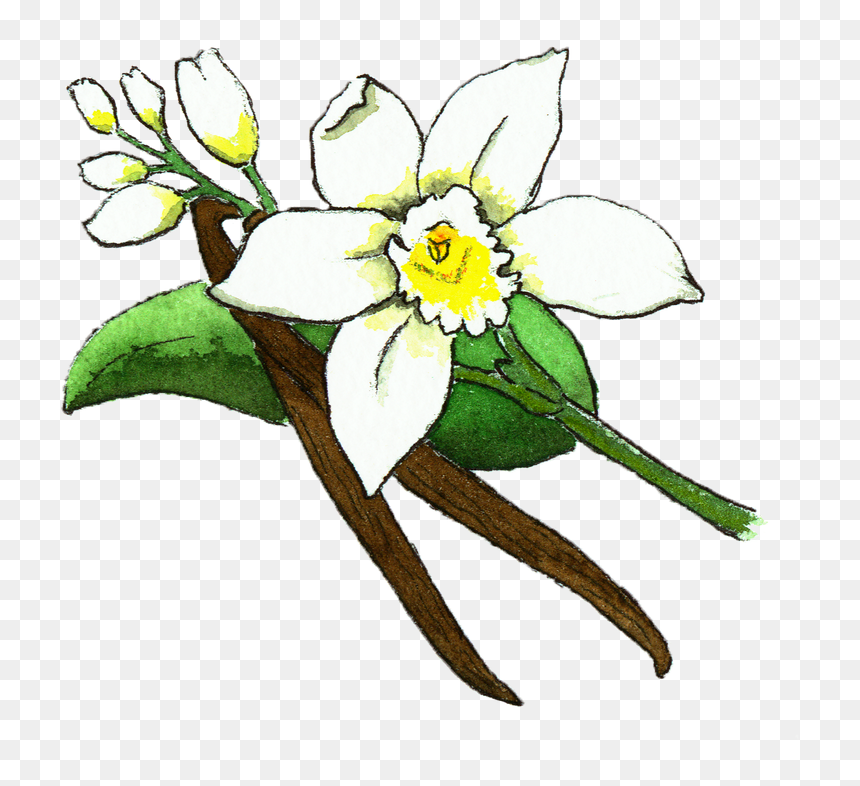 Vanilla Bean Flower Illustration , Png Download - Vanilla Bean Flower, Transparent Png - vanilla bean png