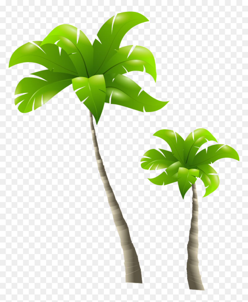 Palm Trees - Palmiers - Tall And Short Trees, HD Png Download - palmera png