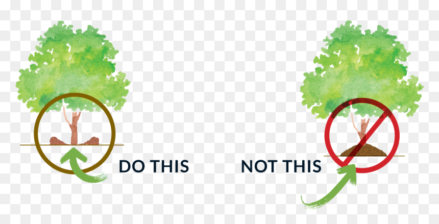 How To Mulch A Tree , Png Download - Mulch Volcano Around Tree, Transparent Png - mulch png