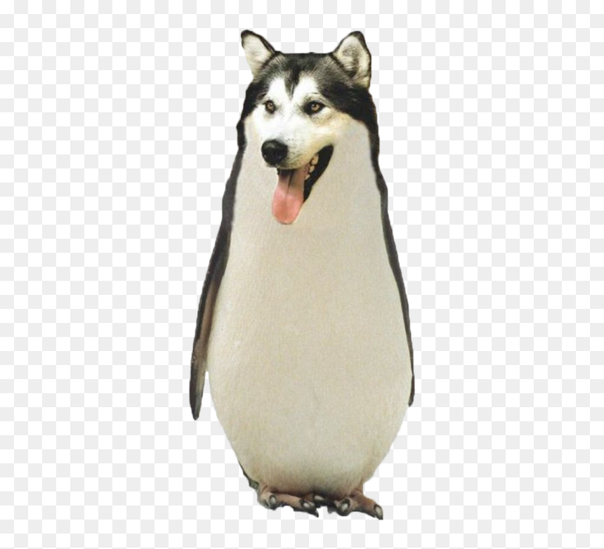 Funny Png Tumblr - Weird Animal Crossbreeds, Transparent Png - funny png tumblr