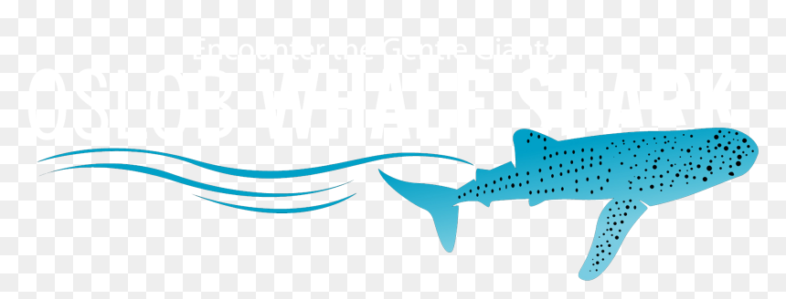 Oslob Whale Shark - Whale Shark, HD Png Download - whale shark png