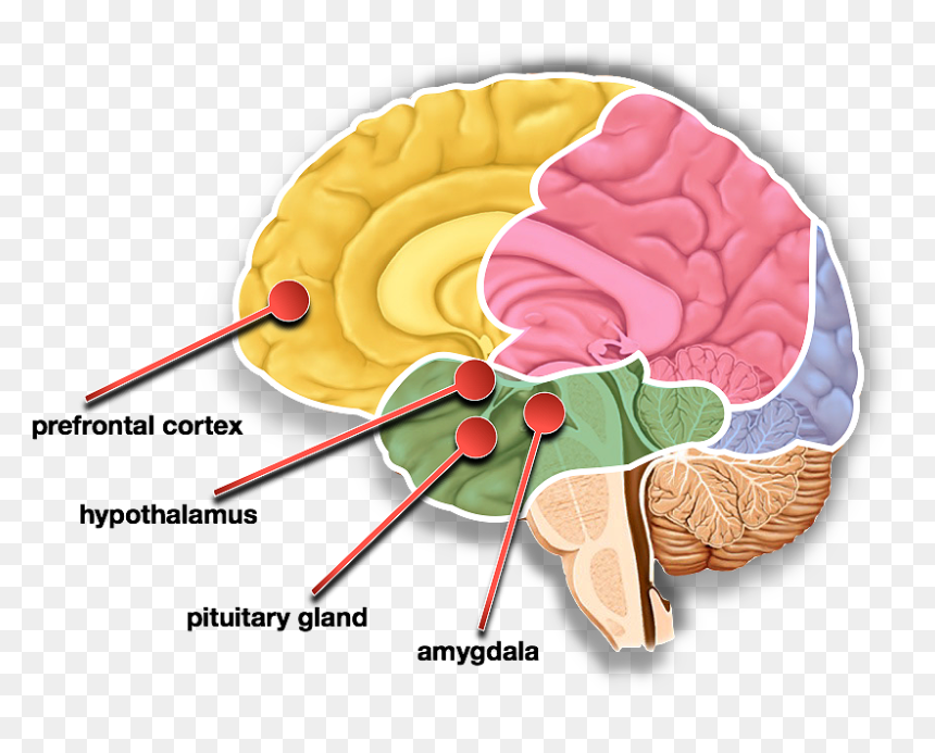 Content Articles Brains Fight Or Flight Impulese - Parts Of The Hypothalamus And Surrounding Structures, HD Png Download - content png
