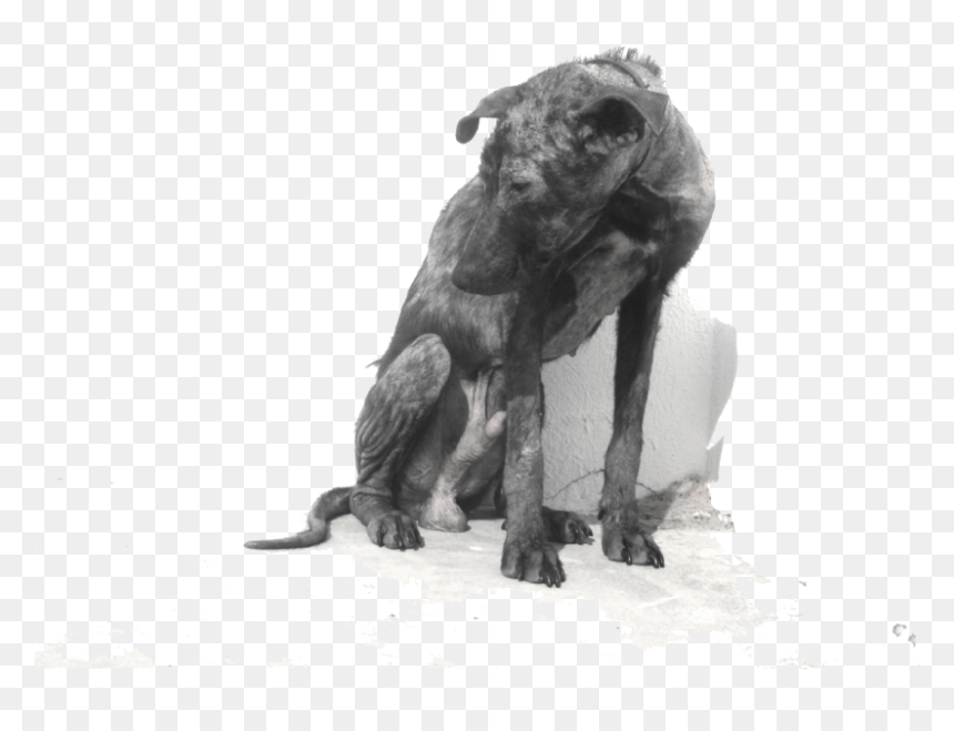 Abandoned Dog Png - Longdog, Transparent Png - dog .png