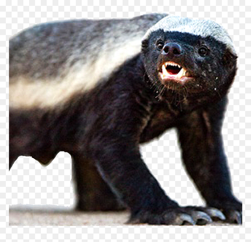 Large Picture Of A Badger , Png Download - Honey Badger Png, Transparent Png - badger png
