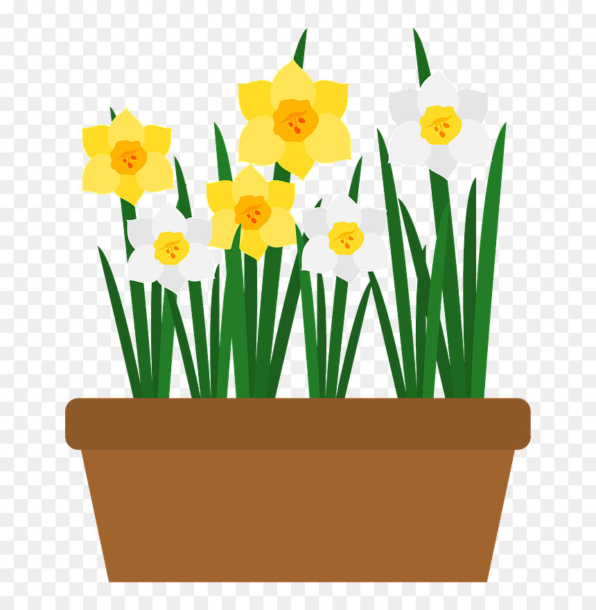 Narcissus Flower Clipart - Narcissus Flower Clipaet, HD Png Download - flower .png