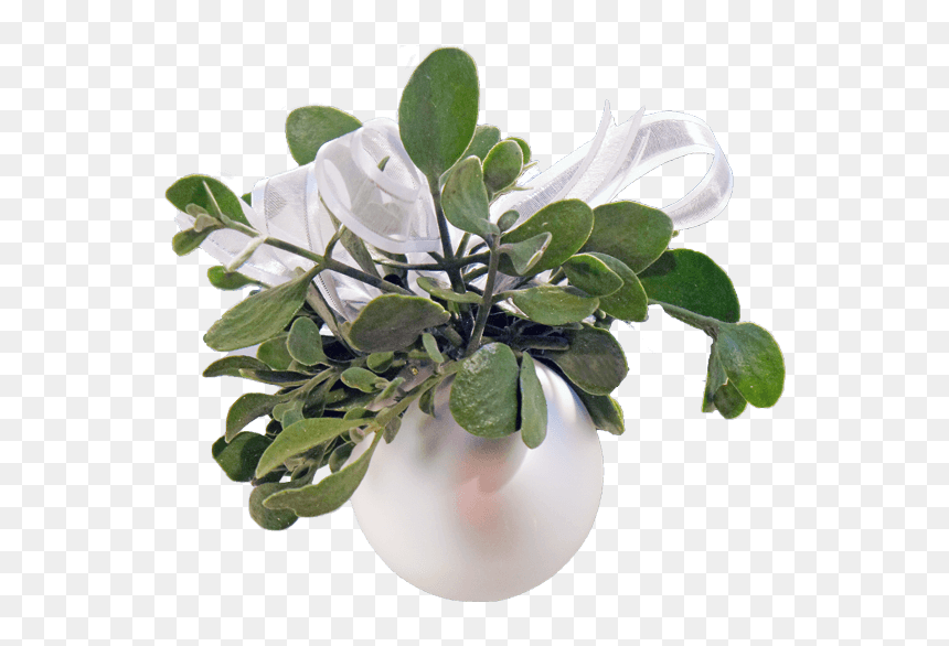 Mistletoe, HD Png Download - mistle toe png