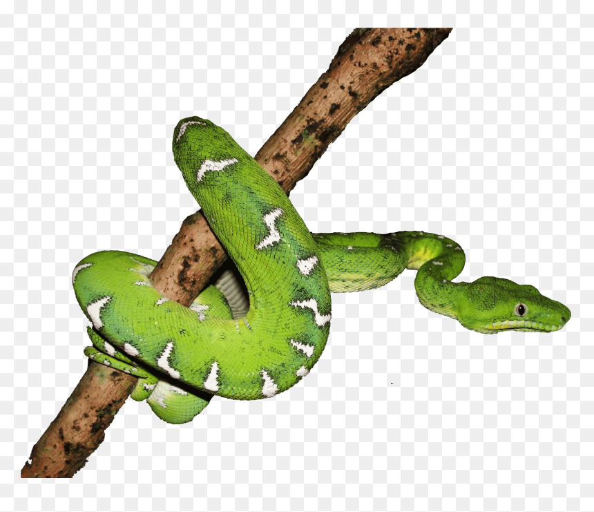 Boa Png Page - Amphibians And Reptiles Png, Transparent Png - boa png