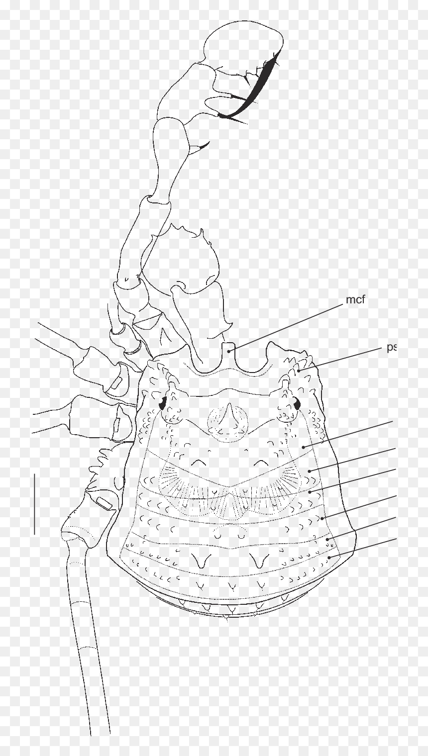 Female Lectotype , From Espiritu Santo, Vanuatu - Line Art, HD Png Download - espiritu santo png