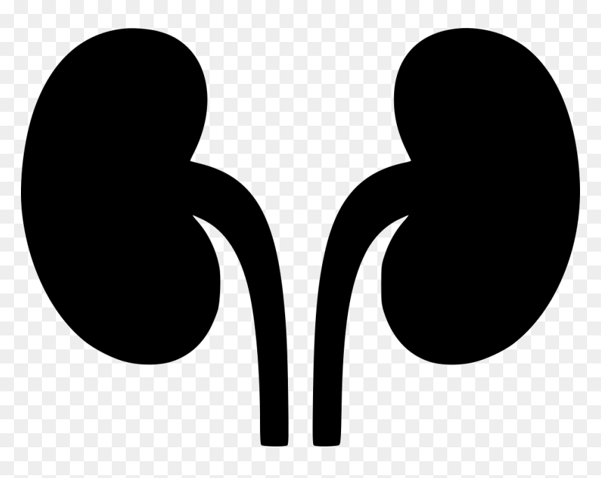 Kidneys Svg Png Icon - Transparent Kidney Clipart, Png Download - kidney png