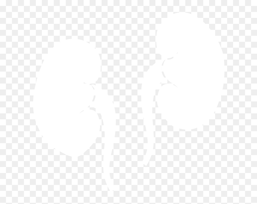 Thumb Image - Illustration, HD Png Download - kidney png