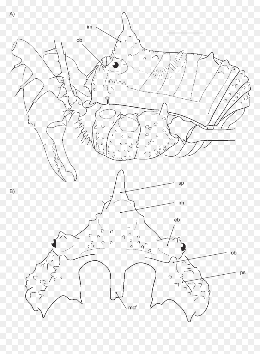 Line Art, HD Png Download - espiritu santo png
