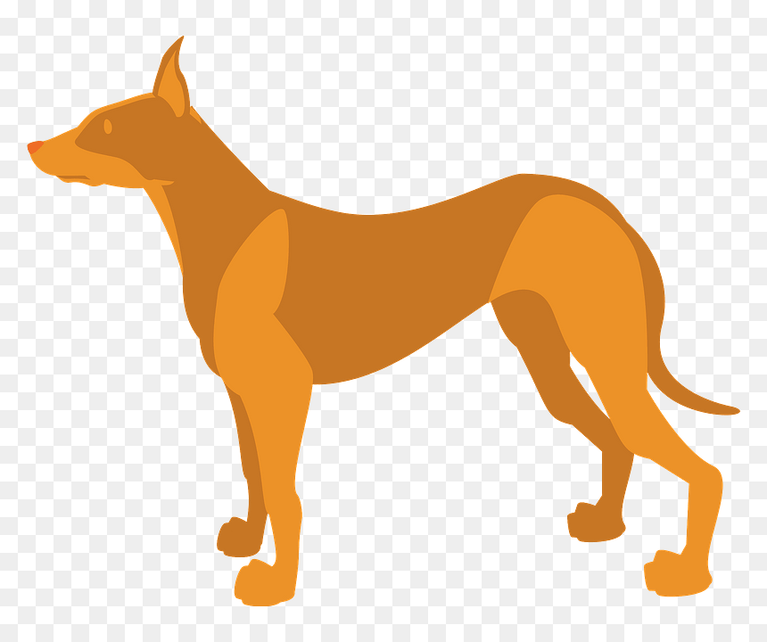 Pharaoh Hound Dog Animal Clipart - Pharaoh Hound, HD Png Download - dog .png