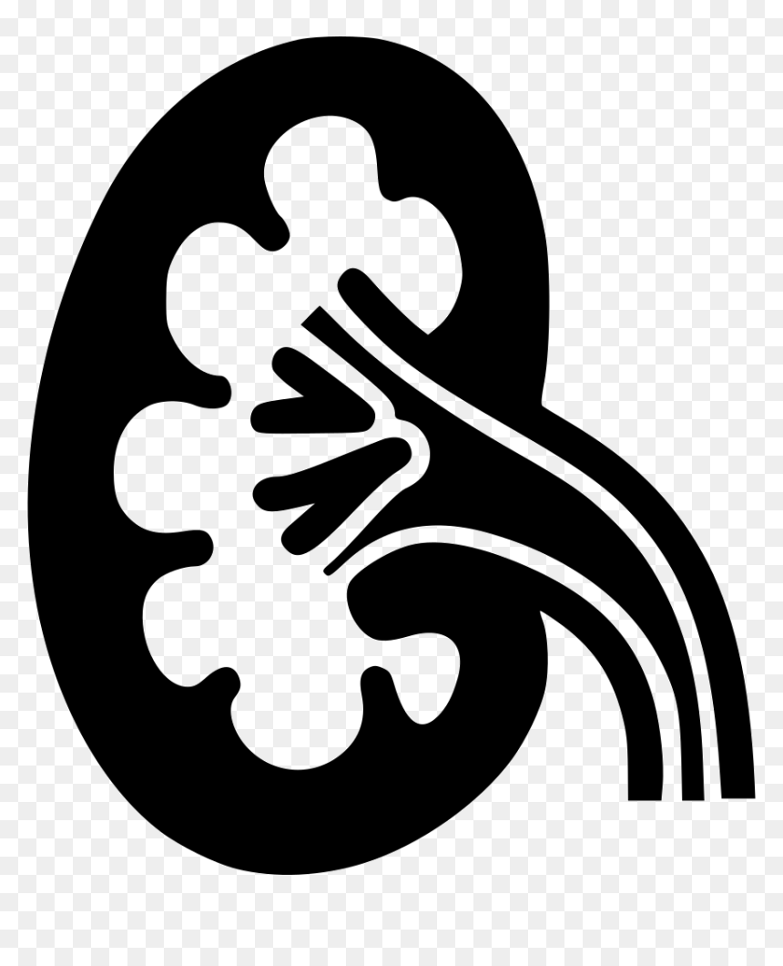 Kidney, HD Png Download - kidney png