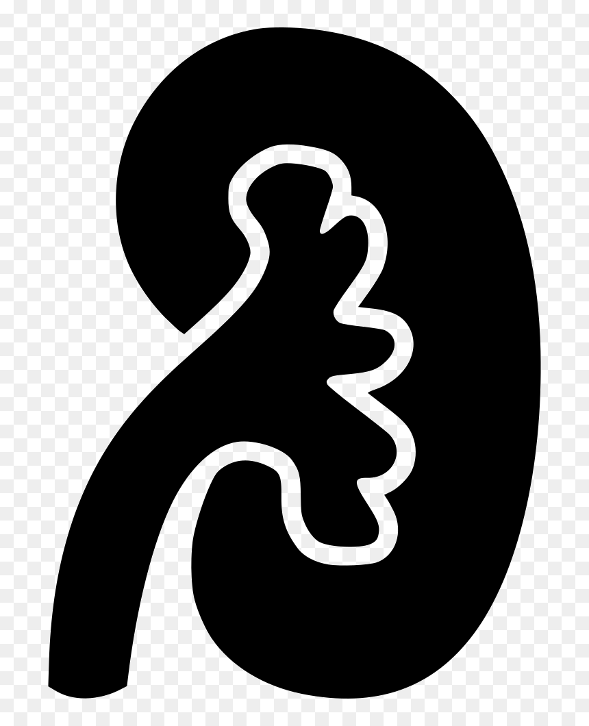 Kidney Clipart Pair, HD Png Download - kidney png